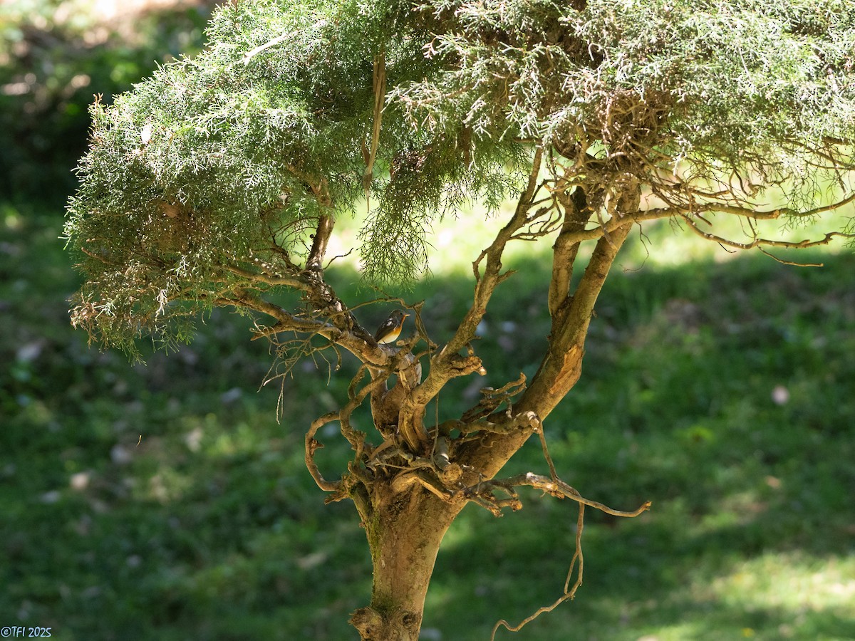 Kashmir Flycatcher - ML631611515