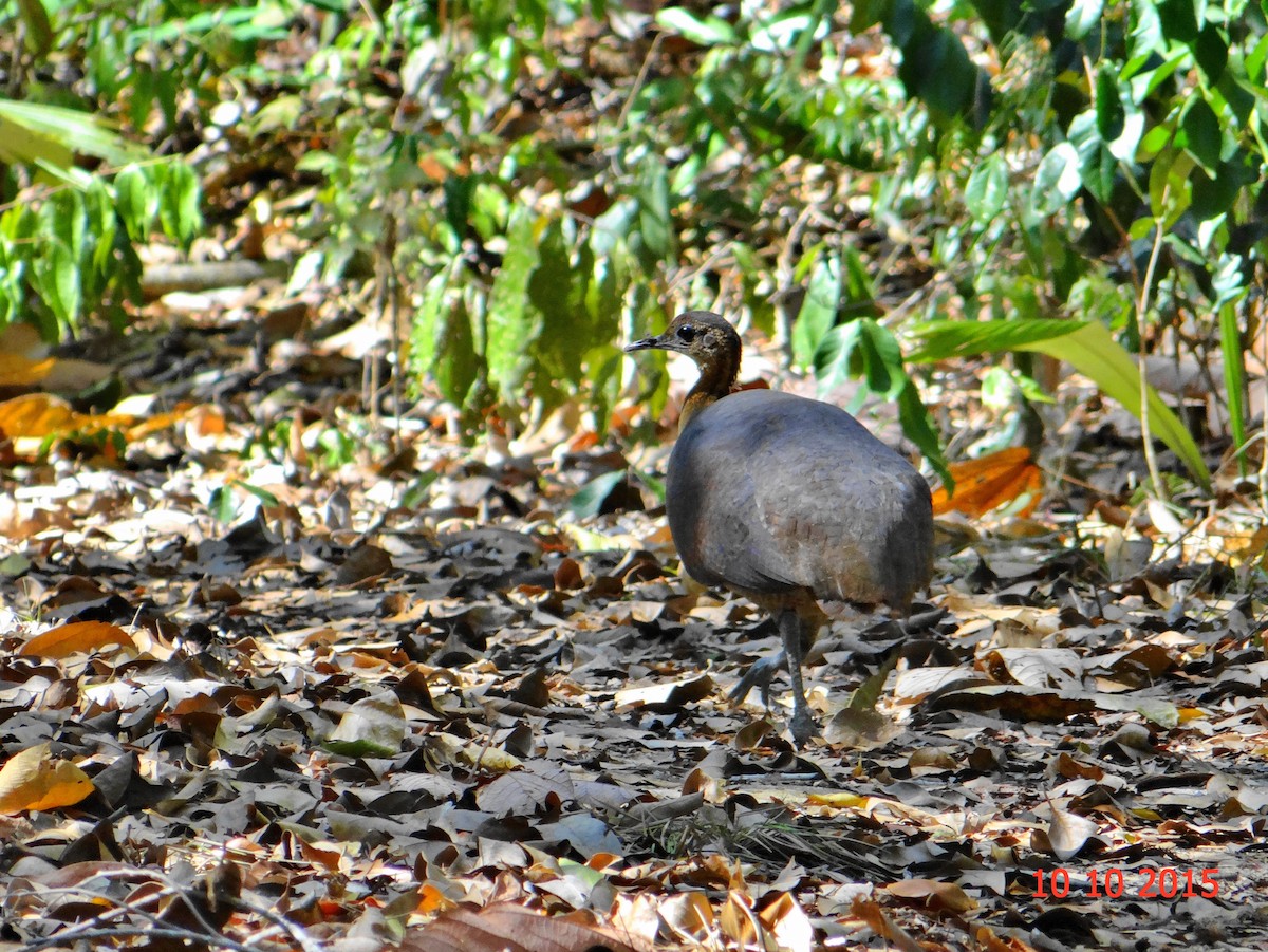Solitary Tinamou - ML631611588