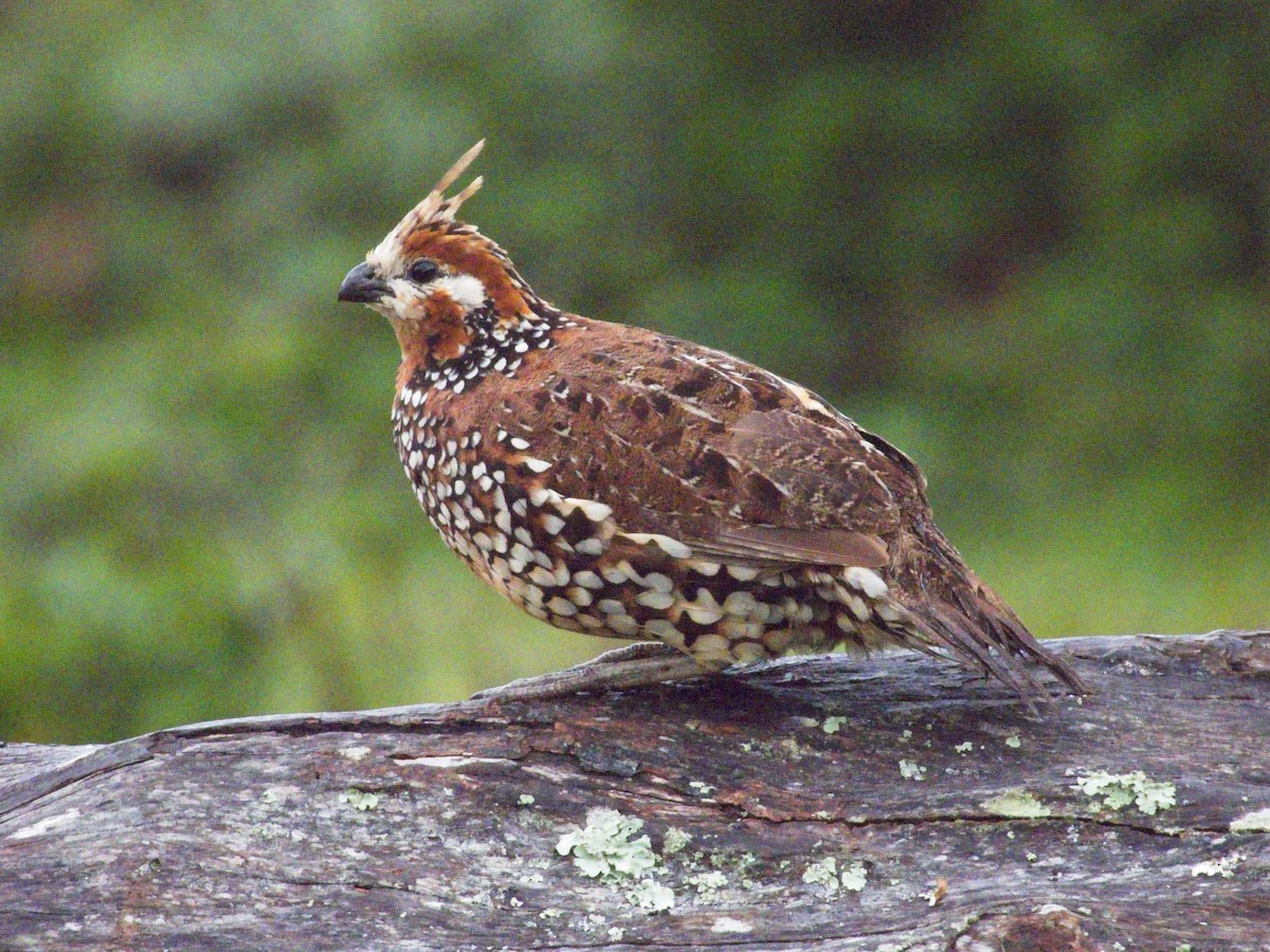 Crested Bobwhite - ML631611634