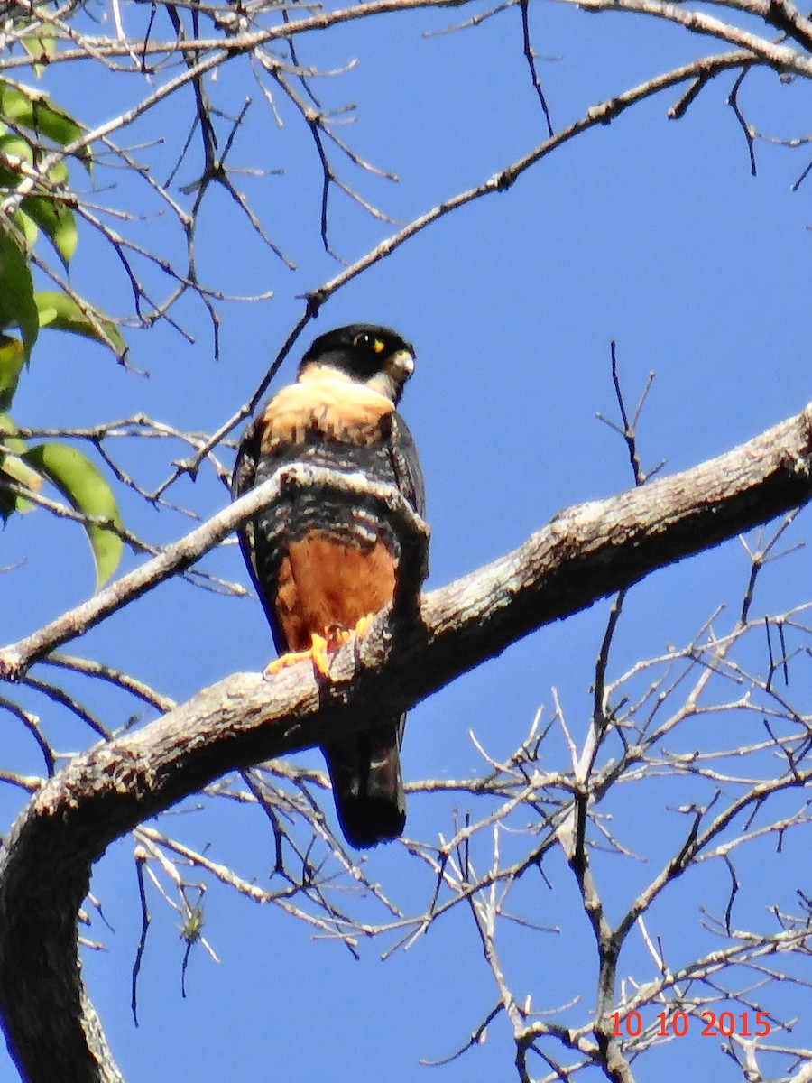 Bat Falcon - ML631611664