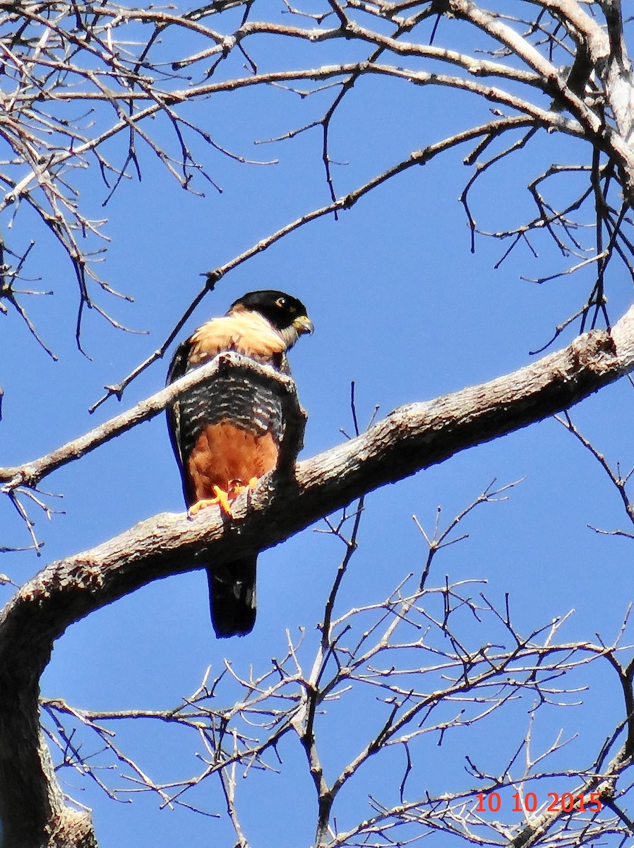 Bat Falcon - ML631611665