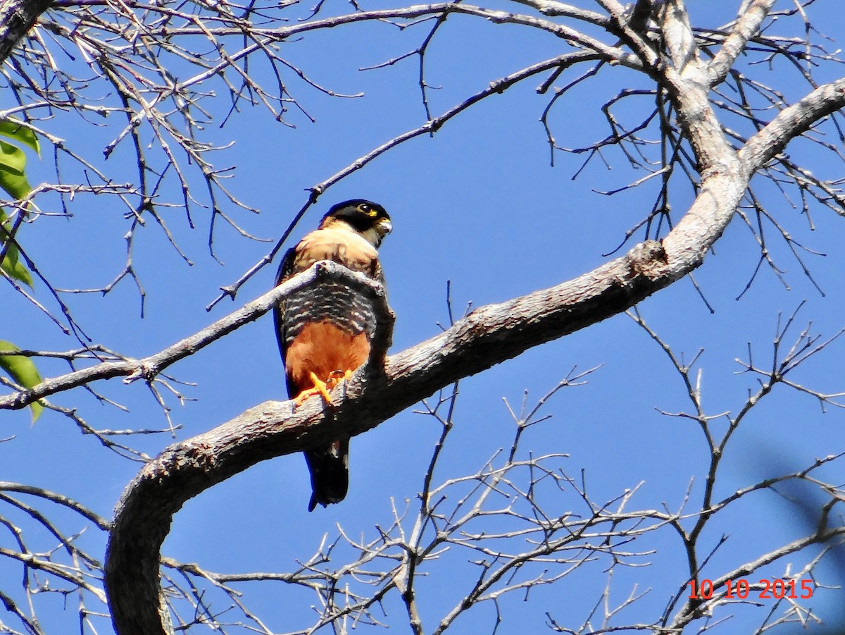 Bat Falcon - ML631611666
