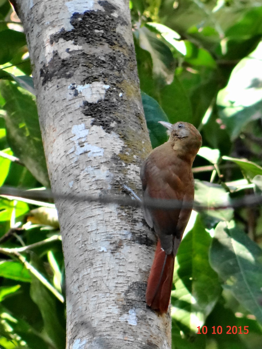 Plain-winged Woodcreeper - ML631611672