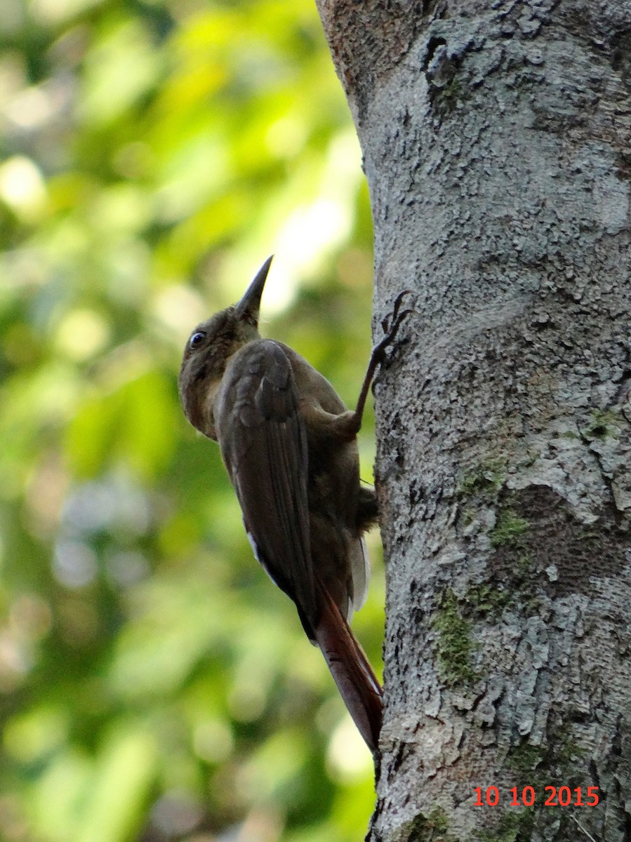 Plain-winged Woodcreeper - ML631611673