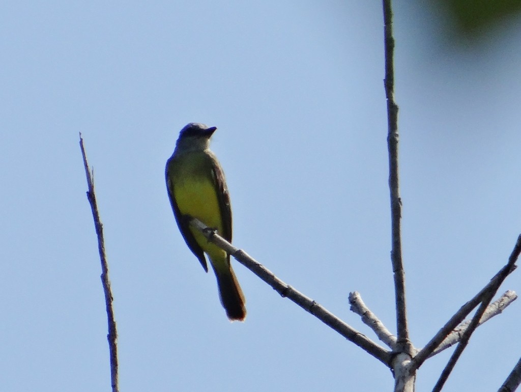 Tropical Kingbird - ML631611838