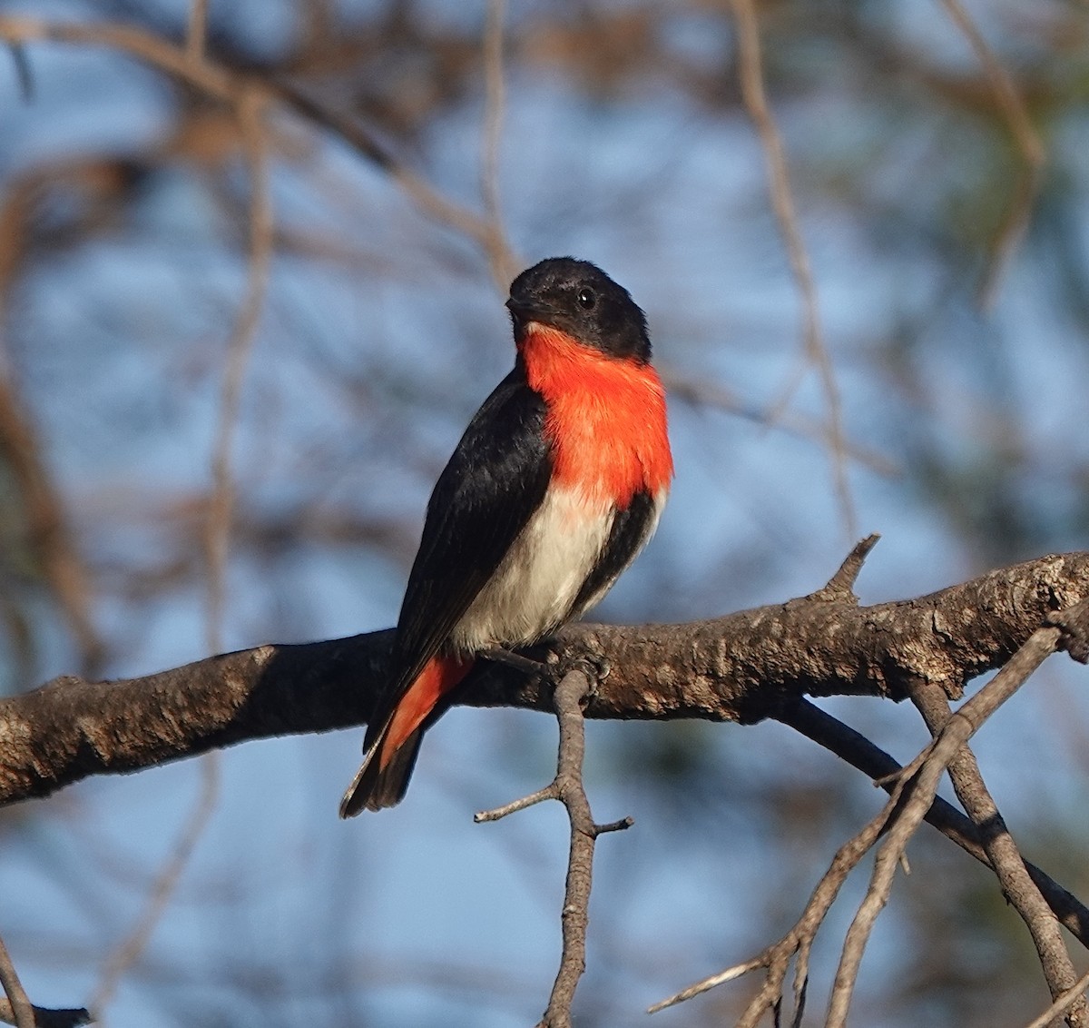 Mistletoebird - ML631611839