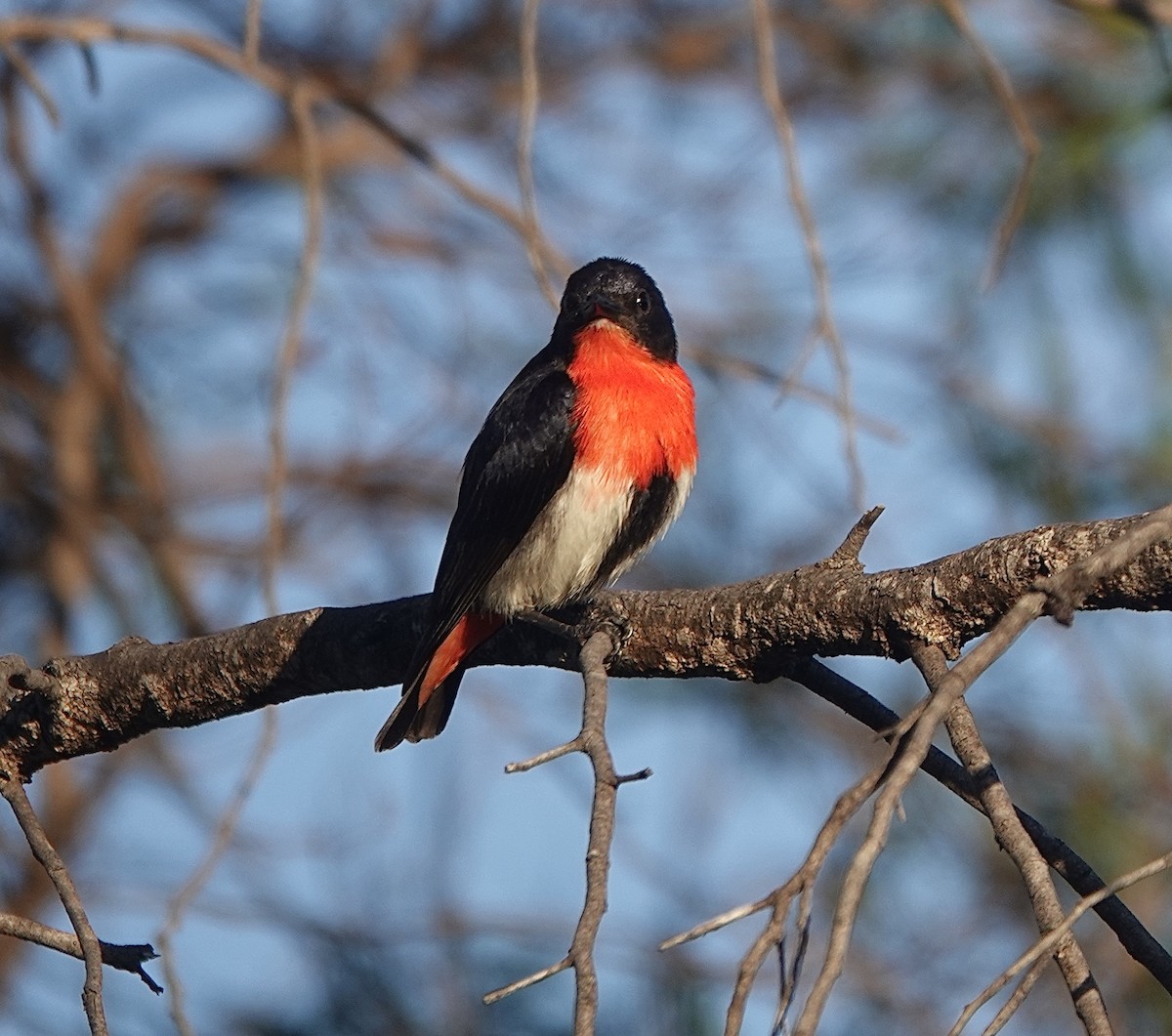 Mistletoebird - ML631611840