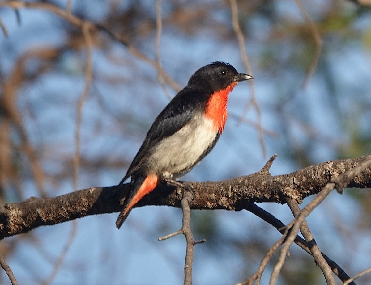 Mistletoebird - ML631611841