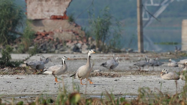 Хээрийн галуу - ML631611915