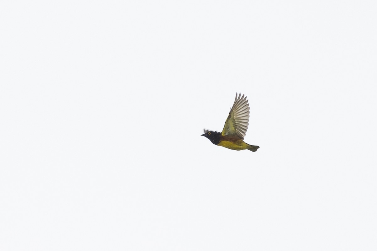 Weyns's Weaver - ML631611951