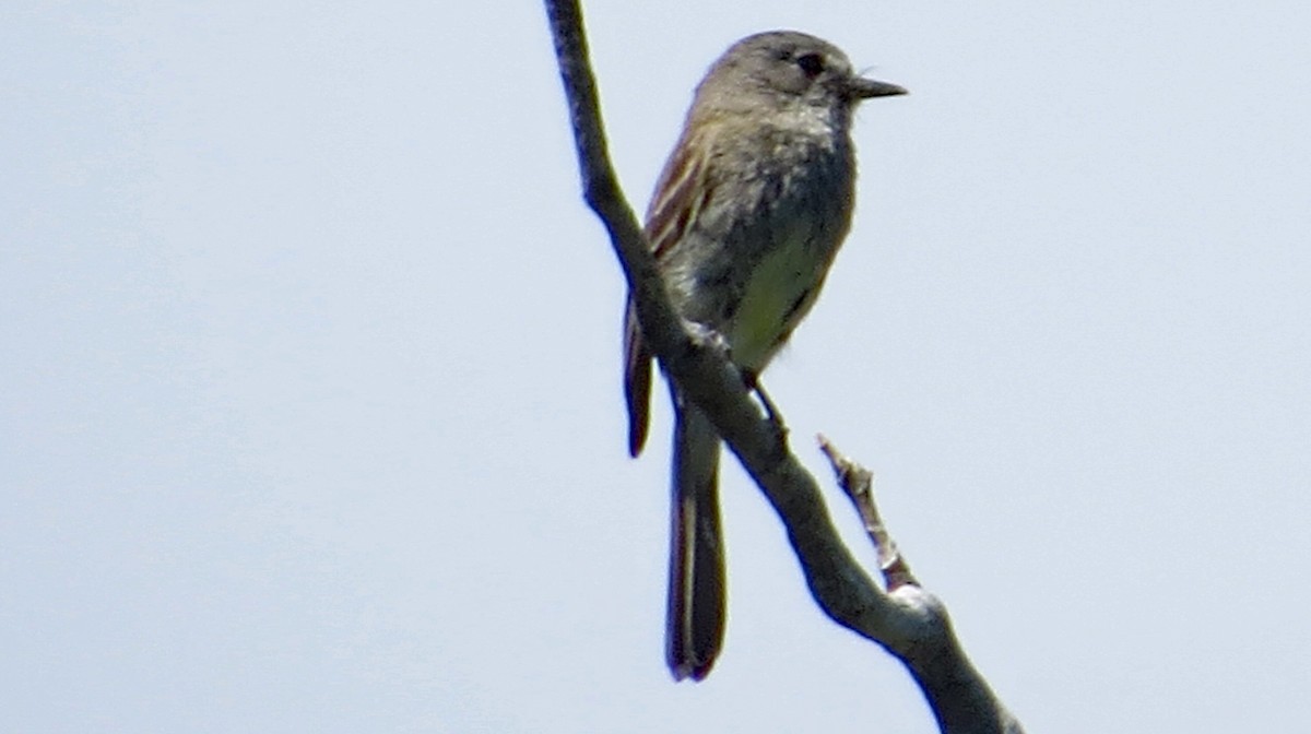 Dusky Flycatcher - ML63161201