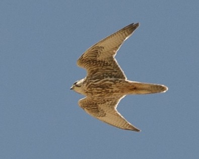 Saker Falcon - ML631612256