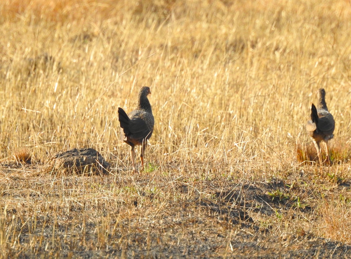 Gray Junglefowl - ML631612349