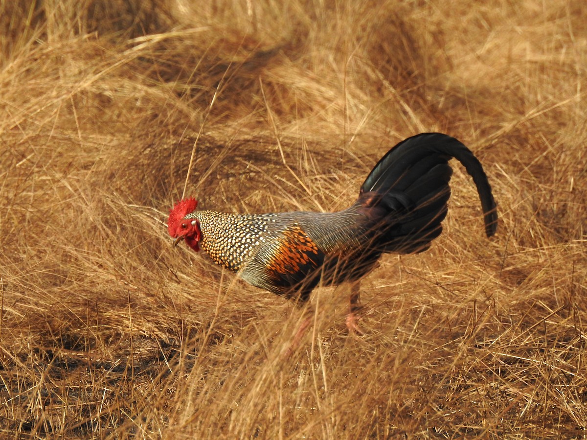 Gray Junglefowl - ML631612350