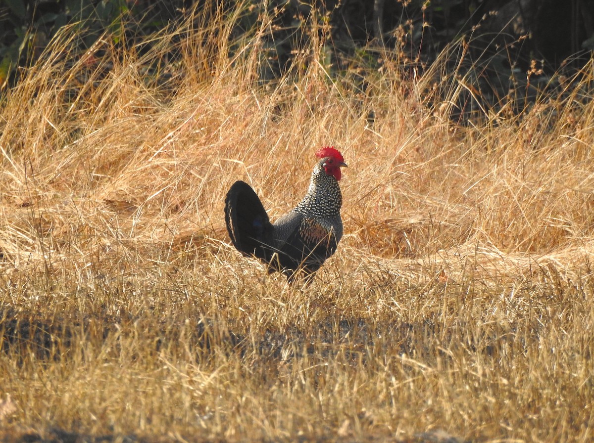 Gray Junglefowl - ML631612351