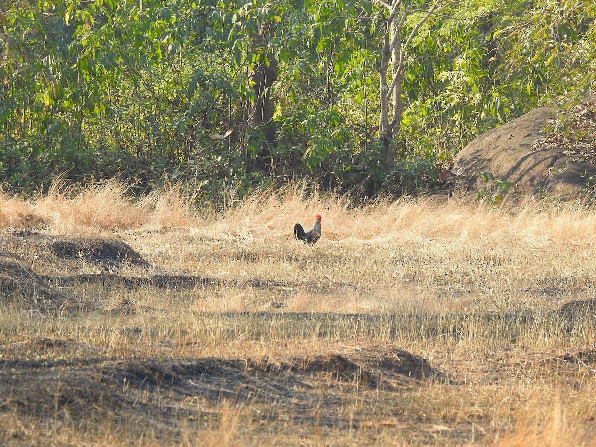 Gray Junglefowl - ML631612352