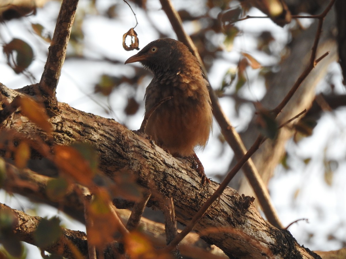 Jungle Babbler - ML631612412
