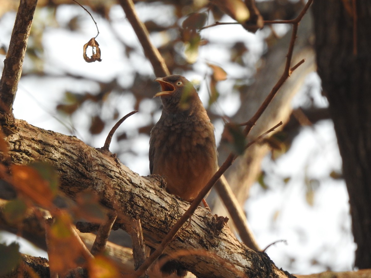 Jungle Babbler - ML631612414