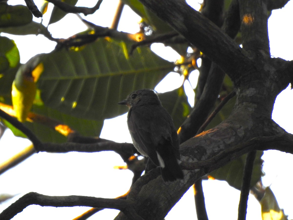 Taiga Flycatcher - ML631612470