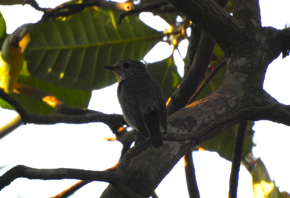 Taiga Flycatcher - ML631612472