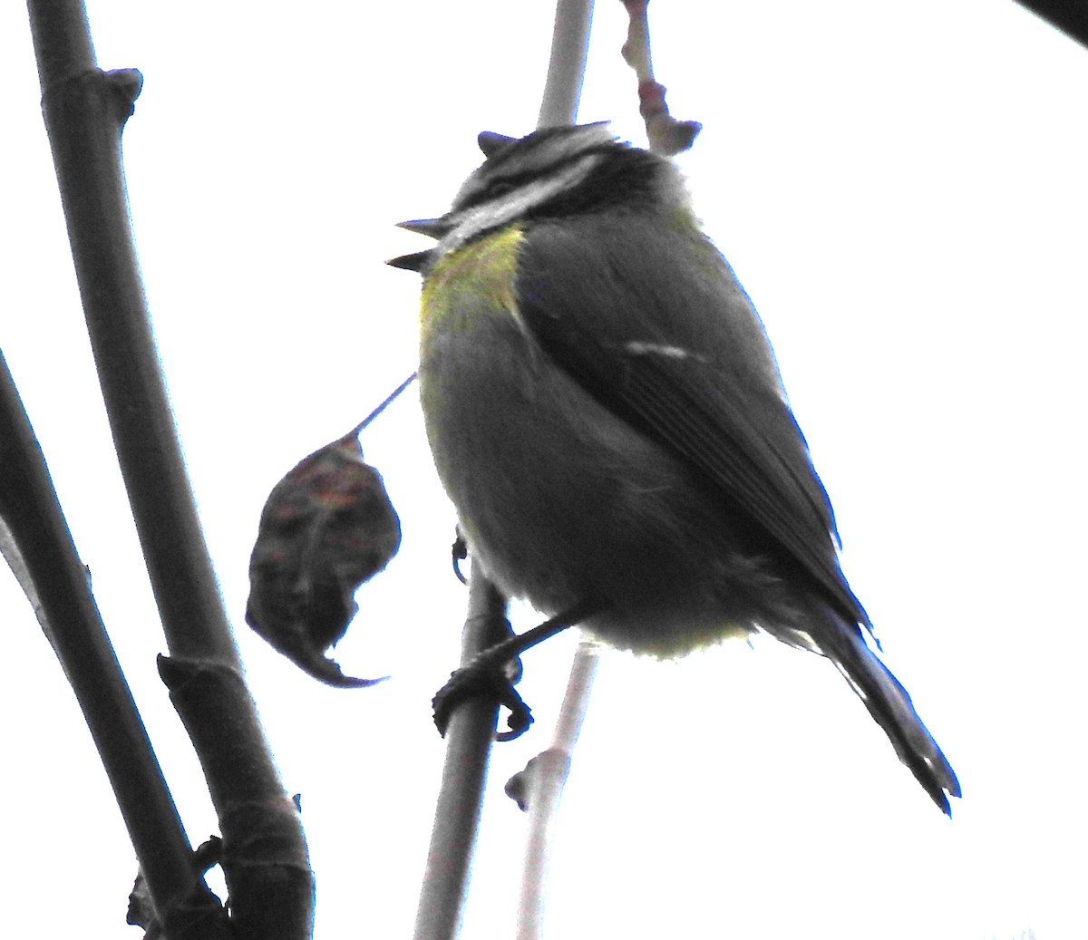 Өрнийн хөх бух - ML631612543