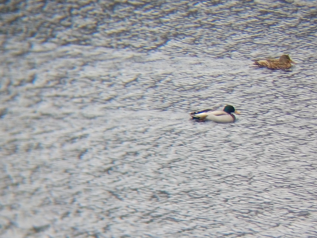 stokkand - ML631612773