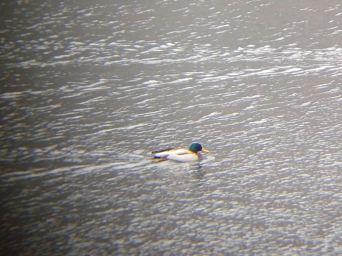 stokkand - ML631612896