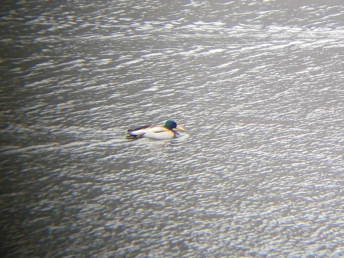 stokkand - ML631612897