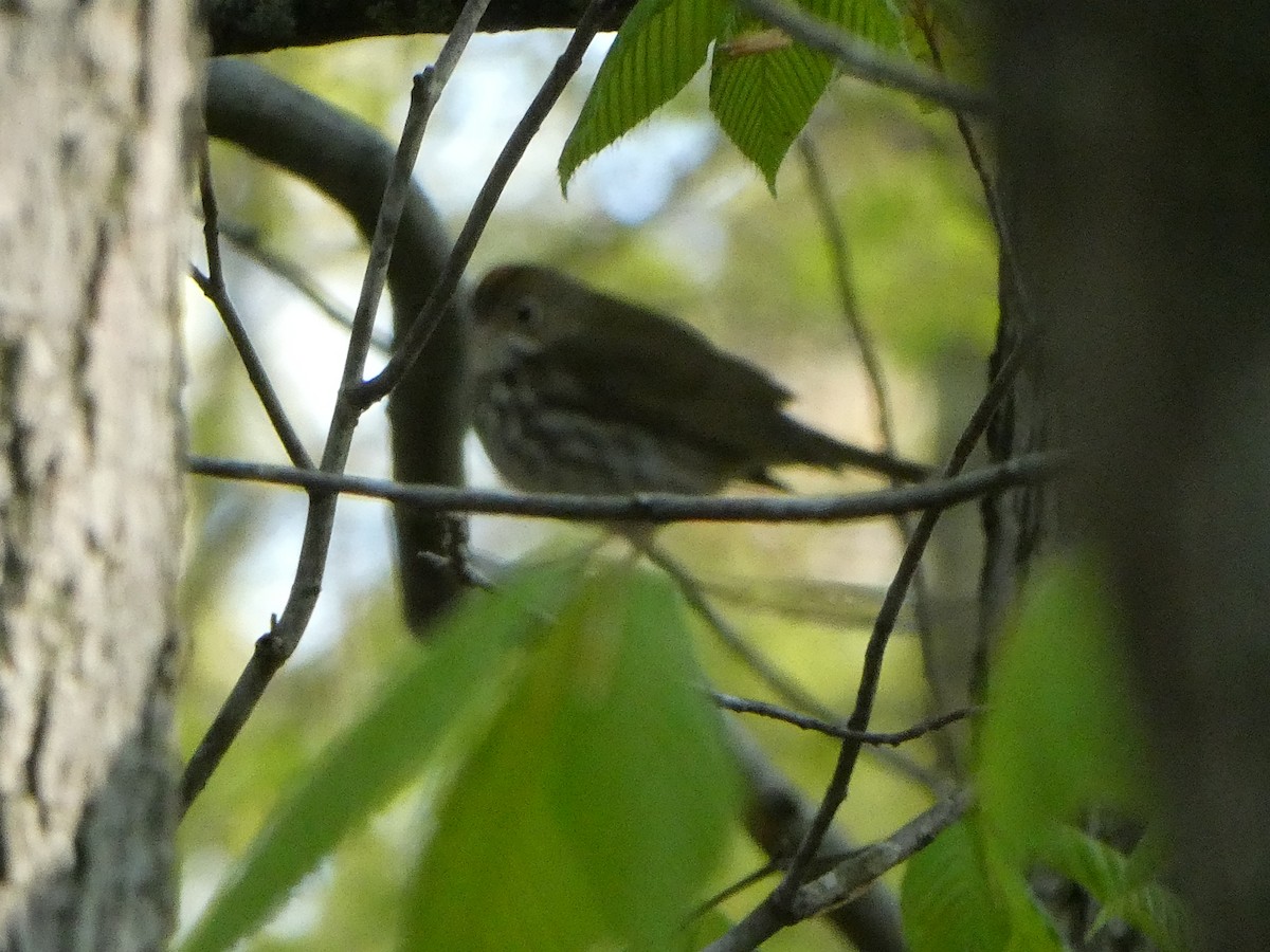 Ovenbird - ML631612966