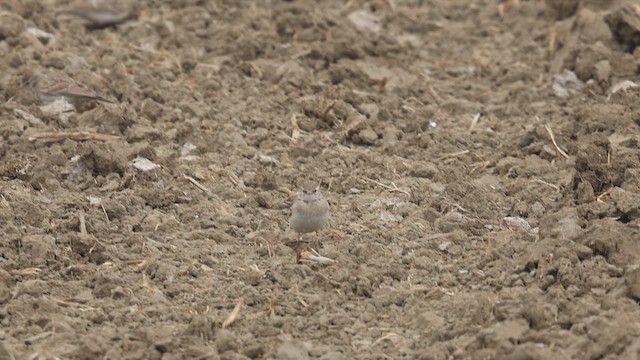 Hume's Lark - ML631612985