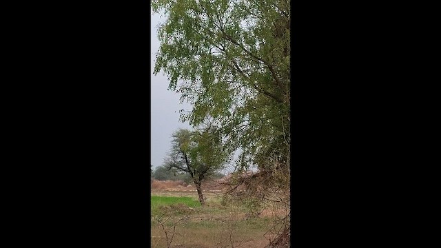 カワリサンコウチョウ - ML631613211