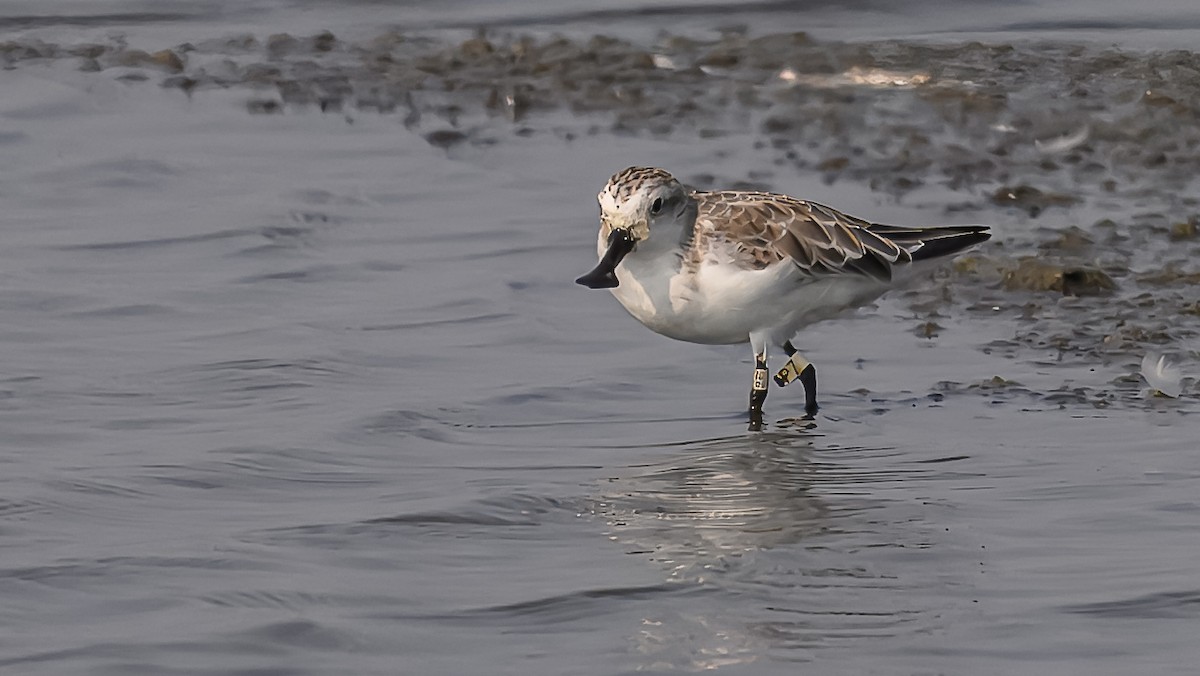 琵嘴鷸 - ML631613213