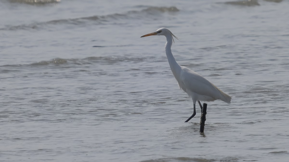 唐白鷺 - ML631613291