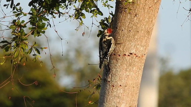 Yellow-bellied Sapsucker - ML631613362