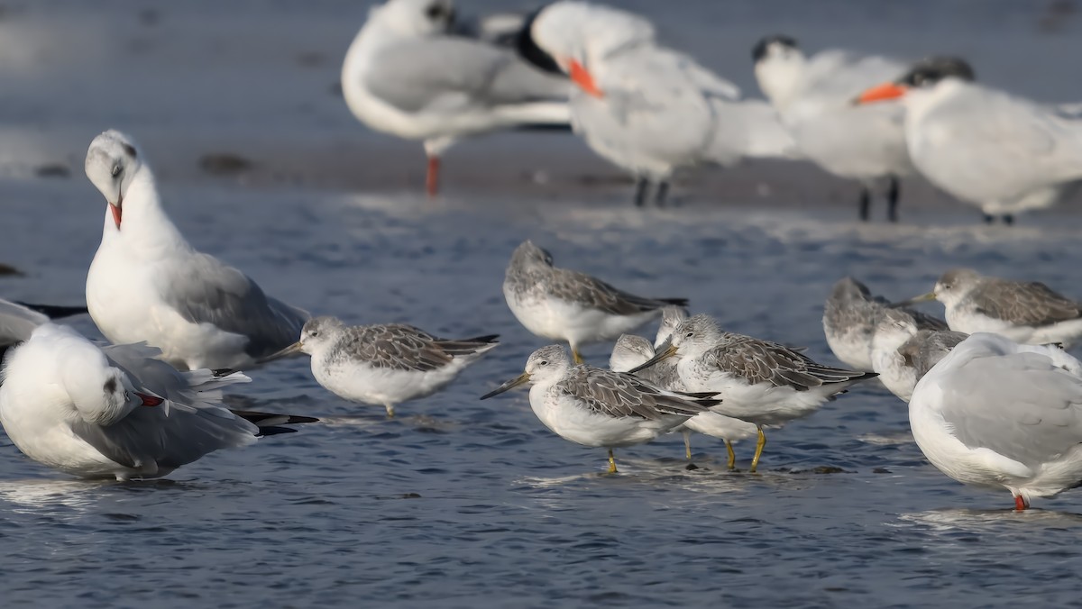 諾氏鷸 - ML631613450