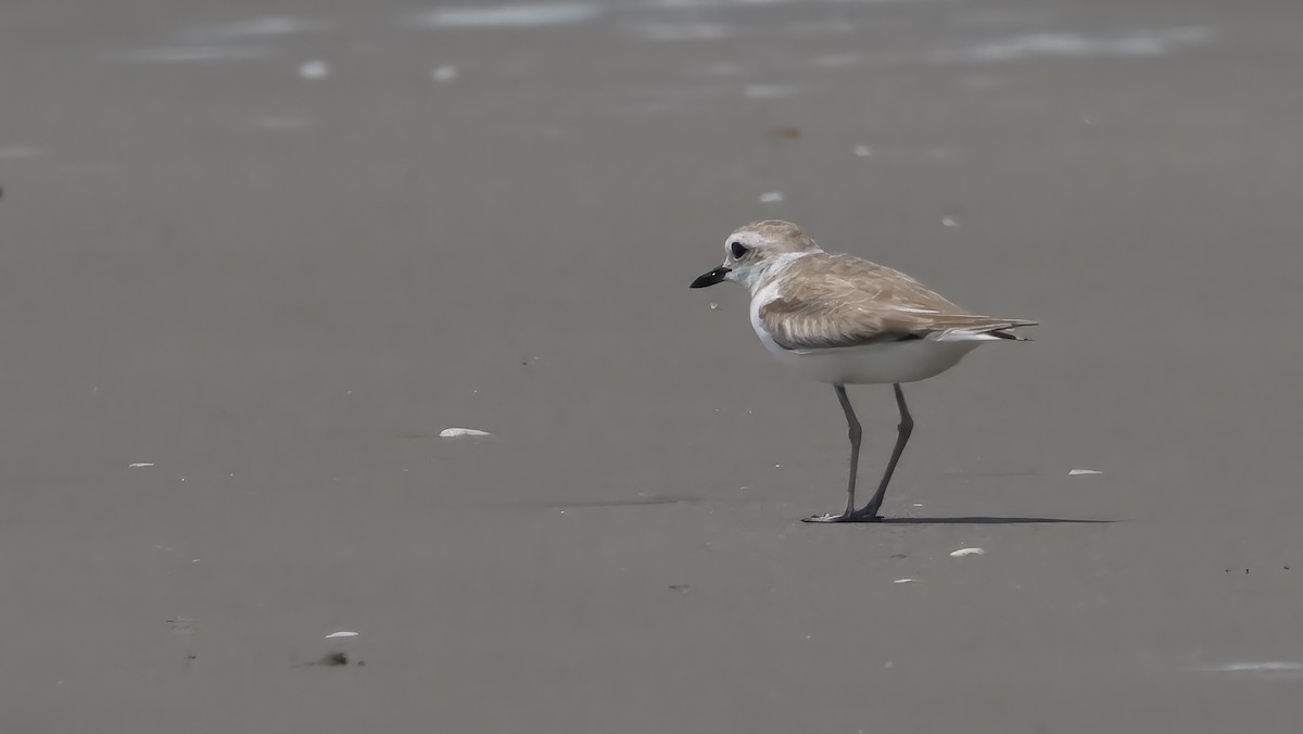 白臉鴴 - ML631613473