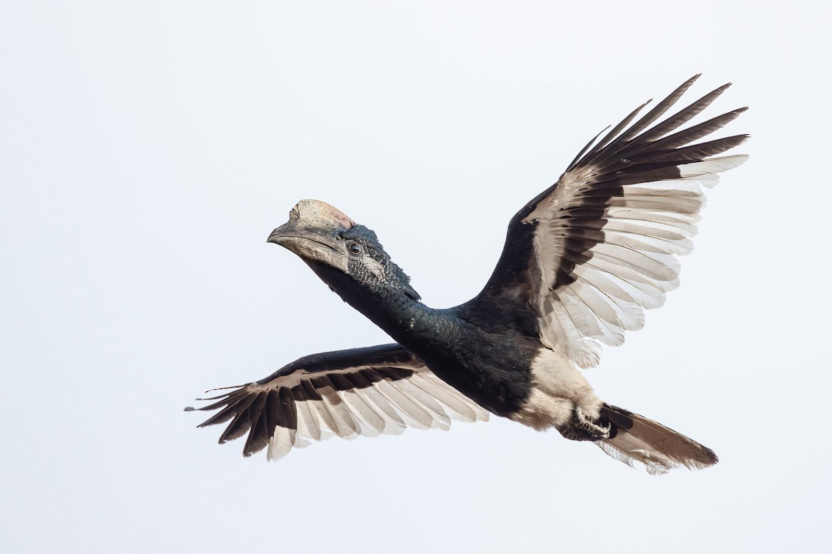 Black-and-white-casqued Hornbill - ML631613656