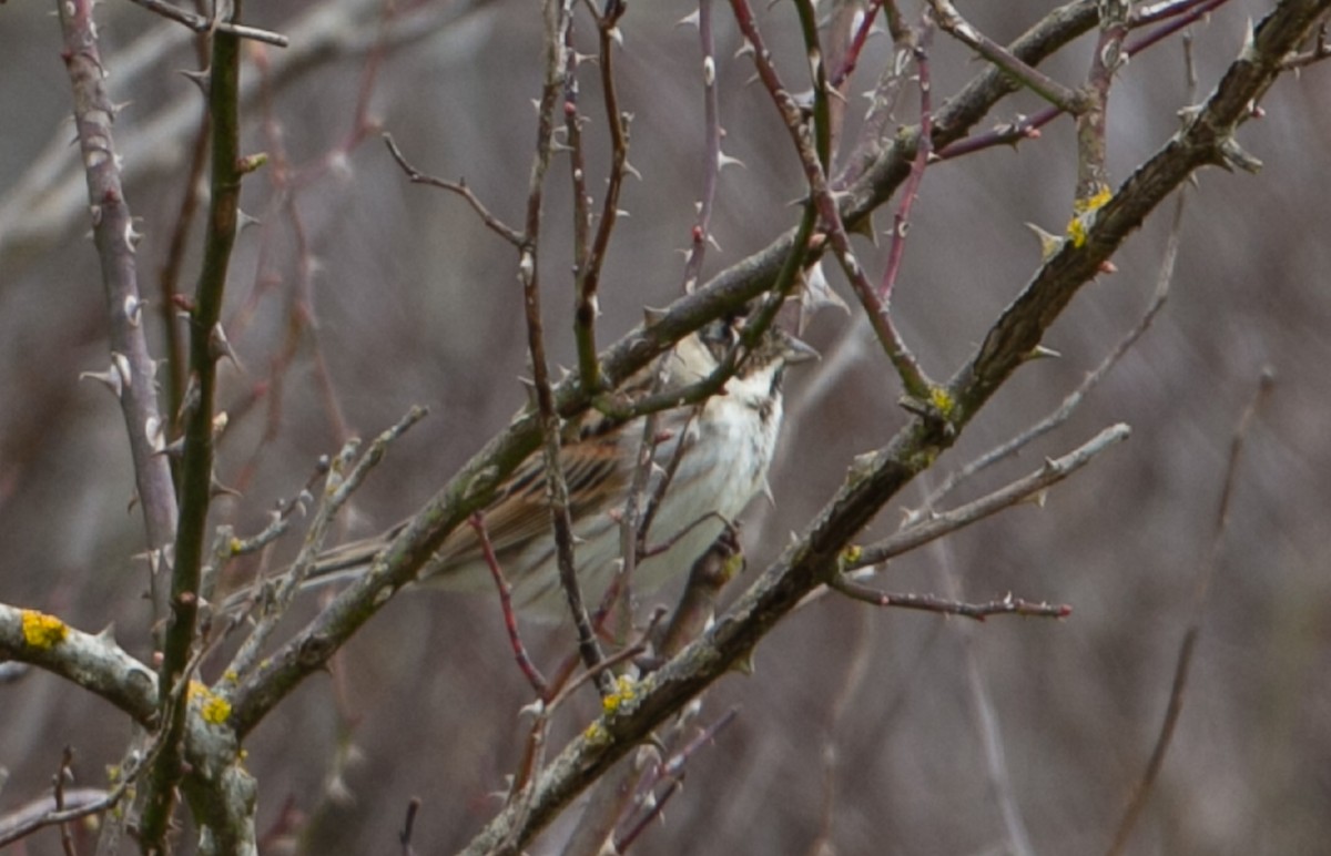 Reed Bunting - ML631613798