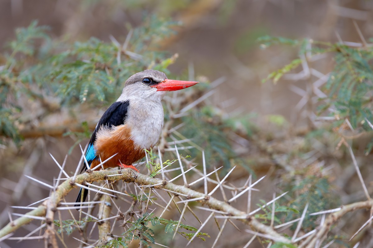 Gray-headed Kingfisher - ML631613815