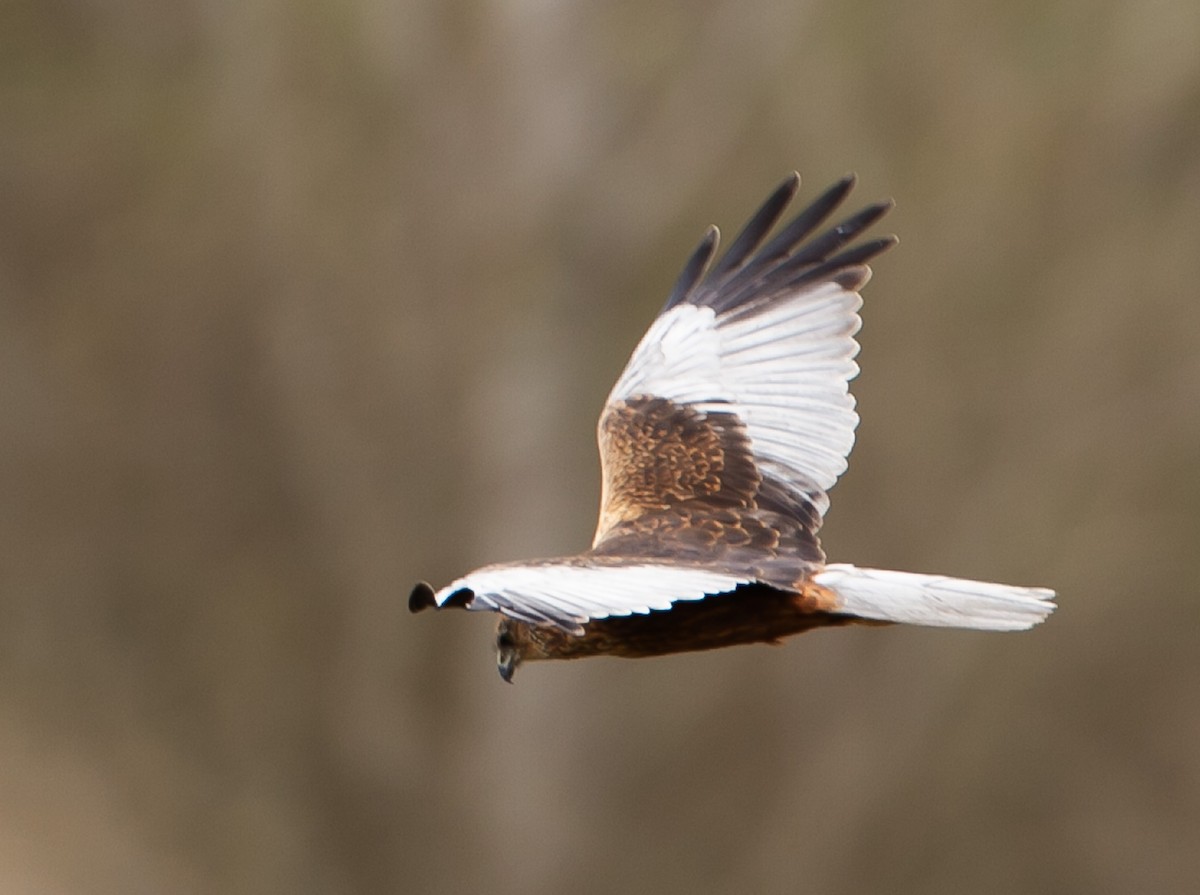 Western Marsh Harrier - ML631613816