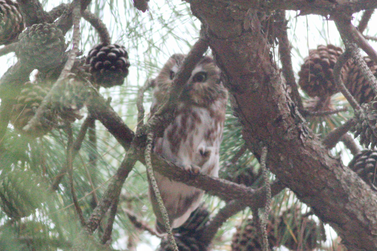 Northern Saw-whet Owl - ML631614217