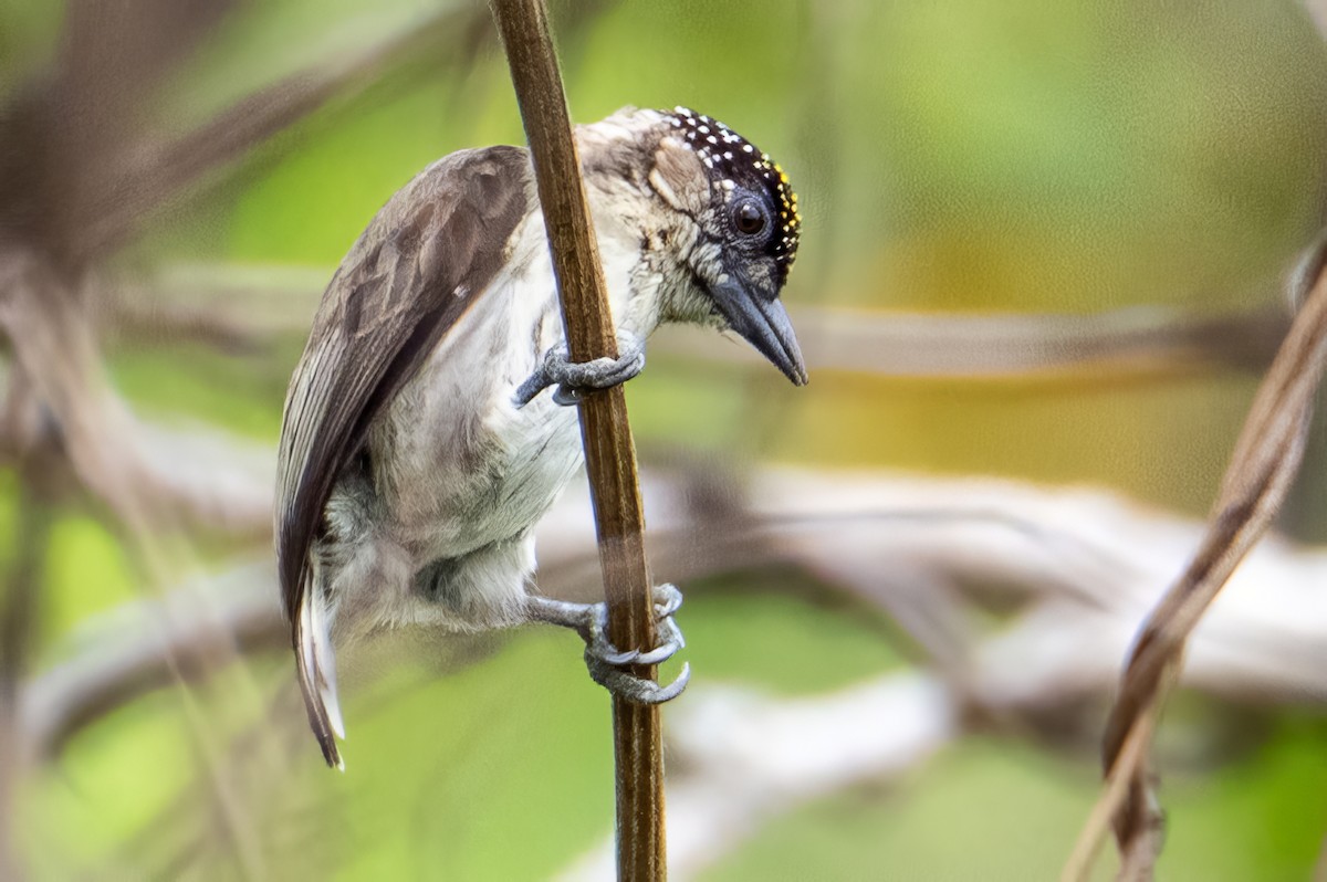 Grayish Piculet - ML631614356