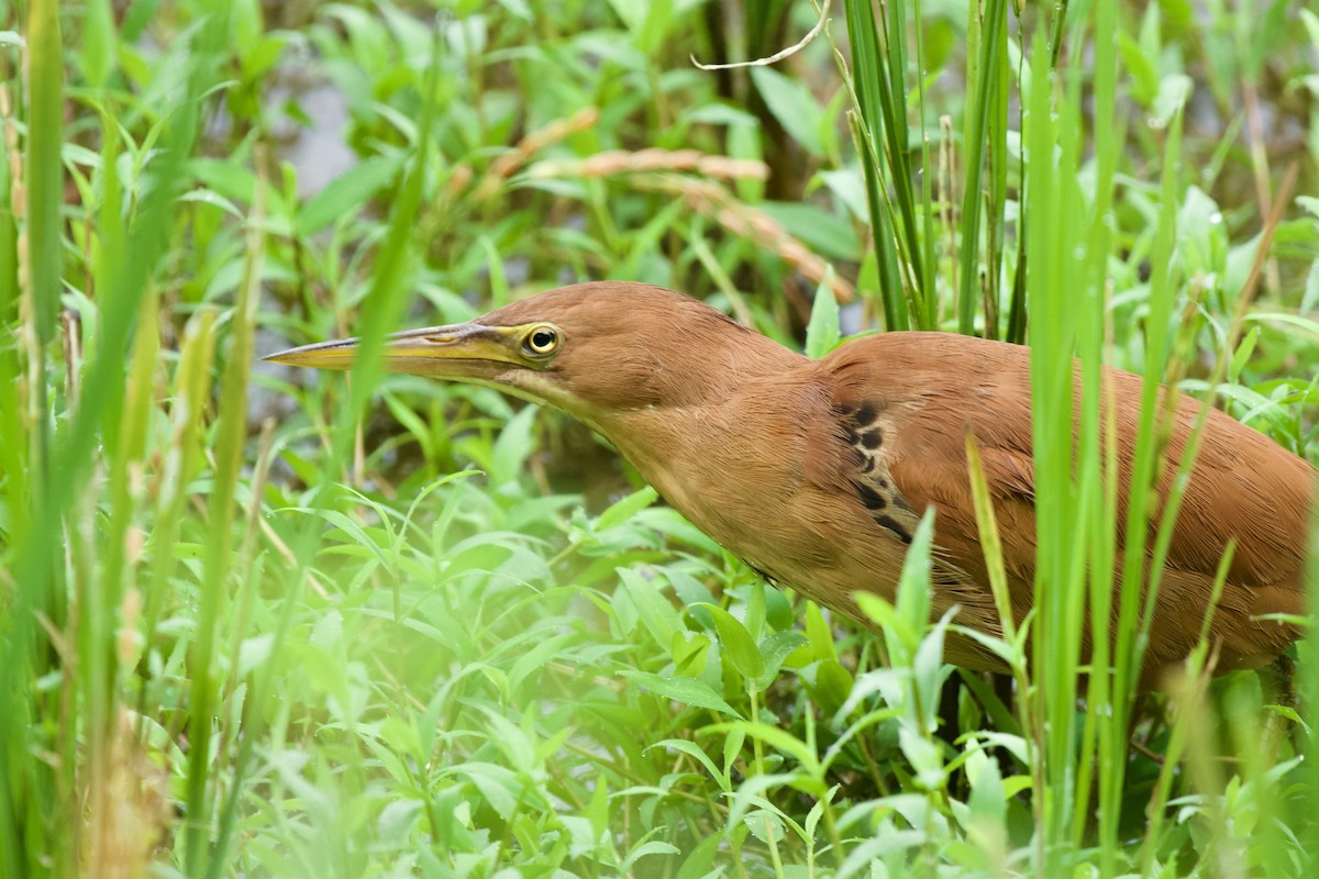 Cinnamon Bittern - ML631614443