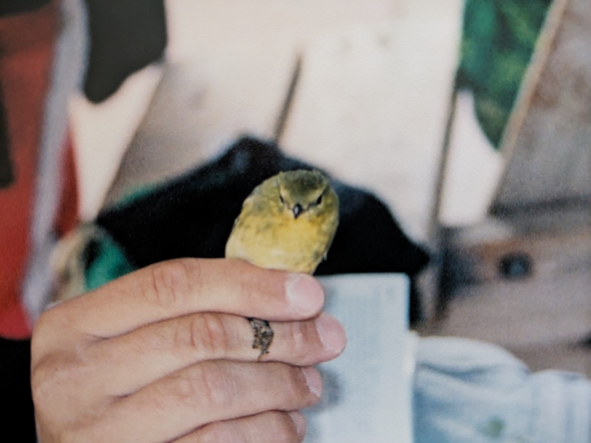 Blackpoll Warbler - ML631614486