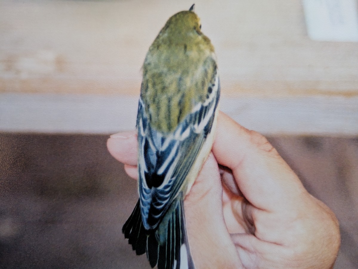 Blackpoll Warbler - ML631614487
