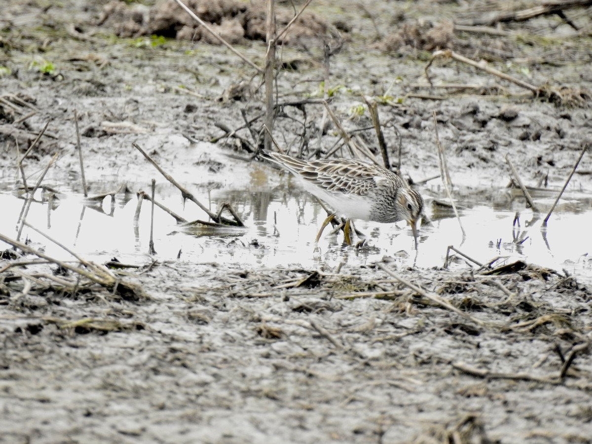 アメリカウズラシギ - ML631614970