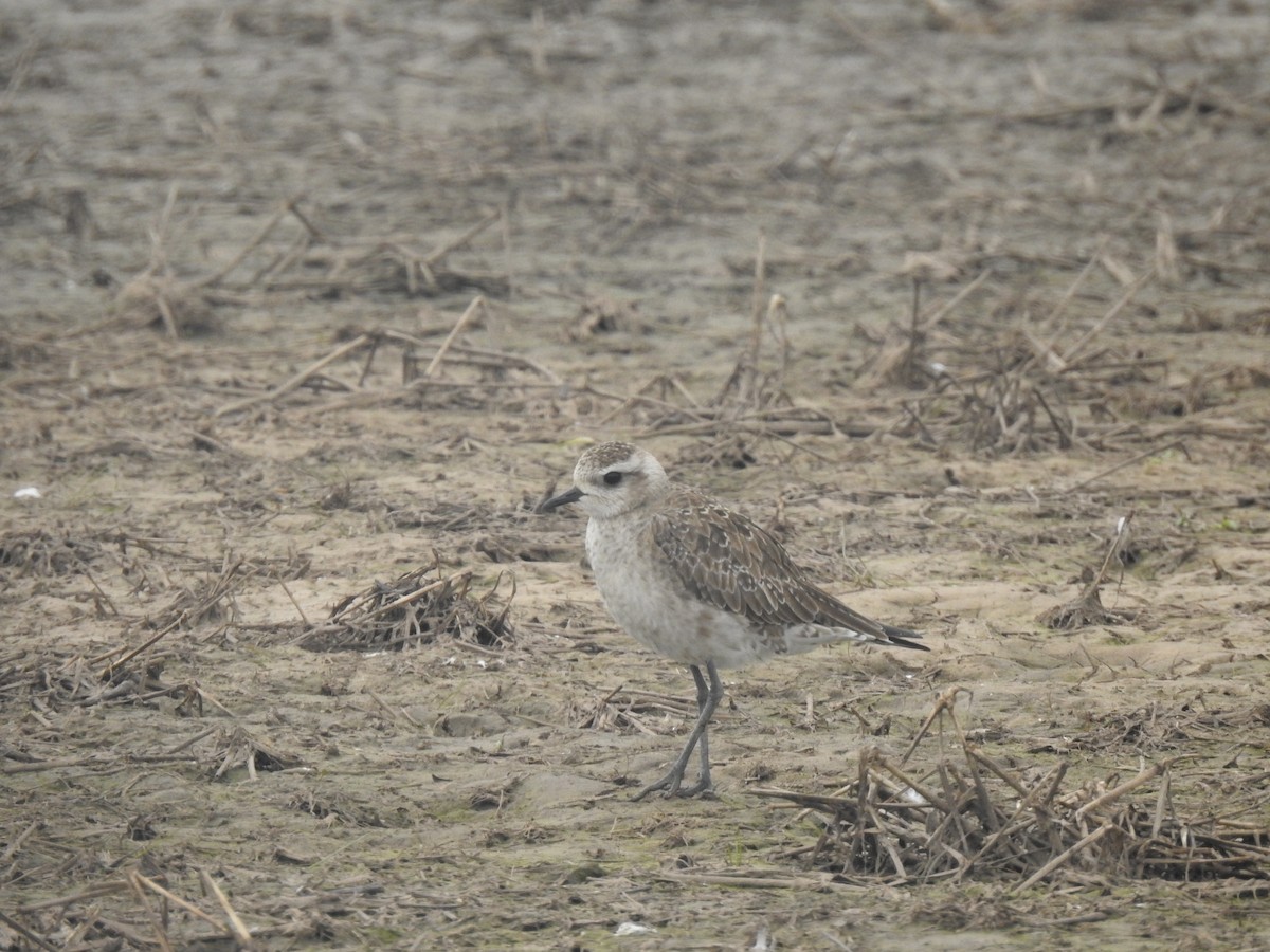 アメリカムナグロ - ML631614973