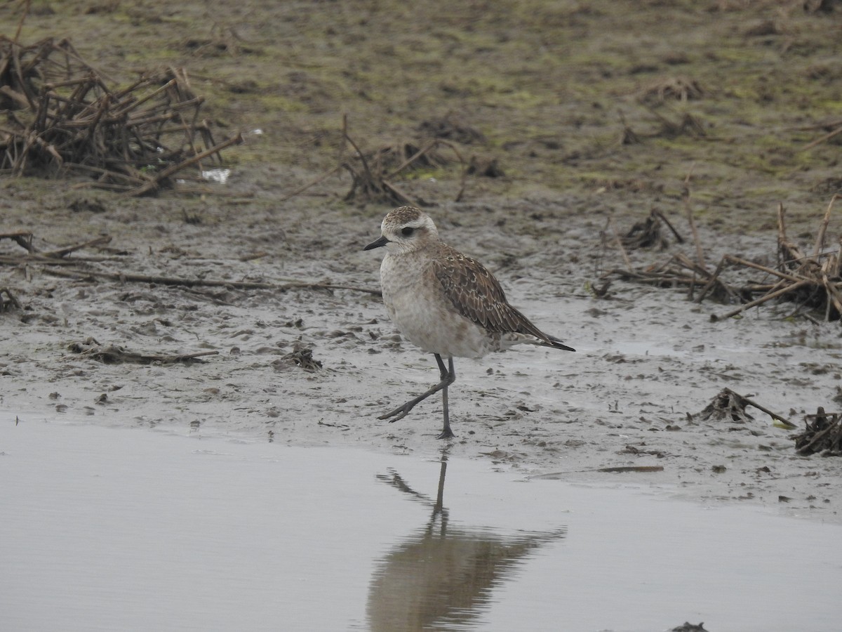 アメリカムナグロ - ML631614980