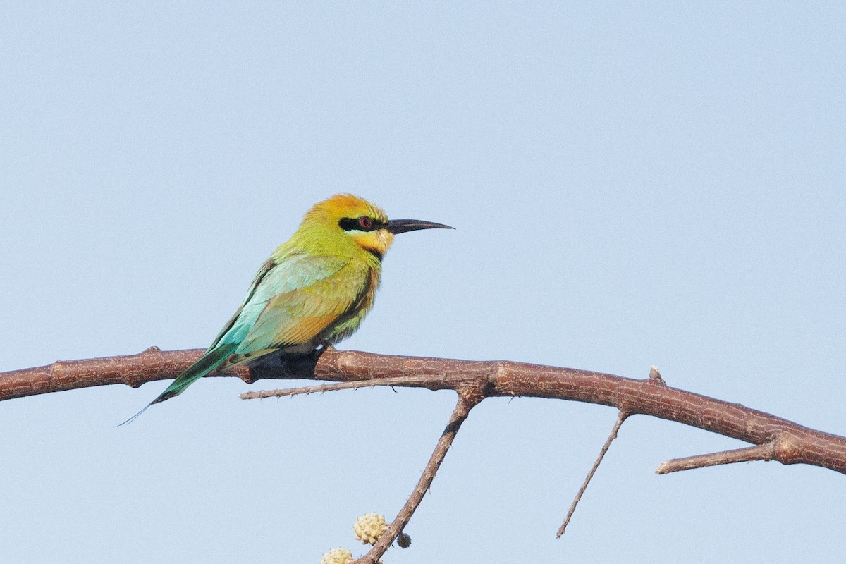 Rainbow Bee-eater - ML631615081