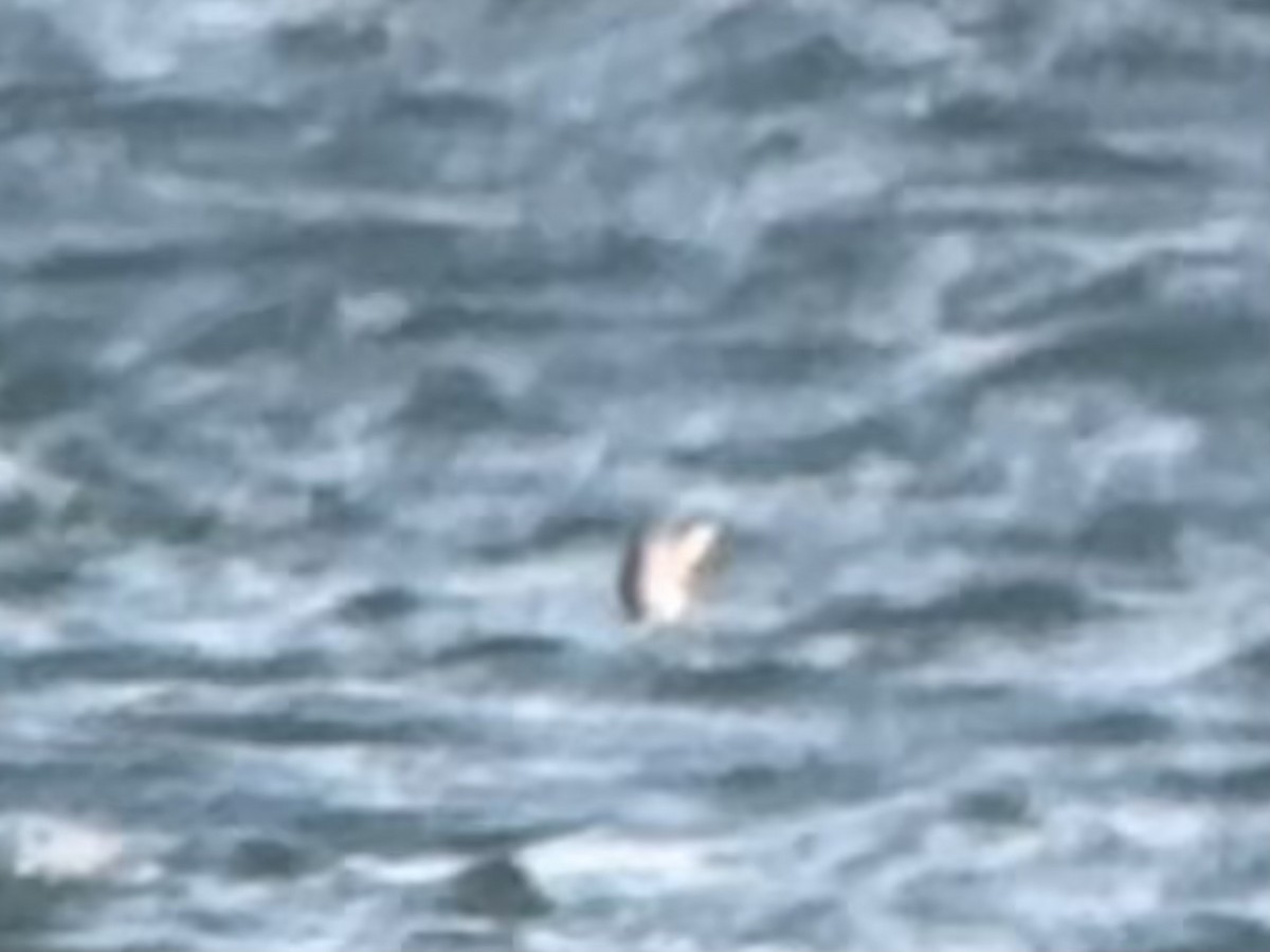 Yellow-billed Loon - ML631615298